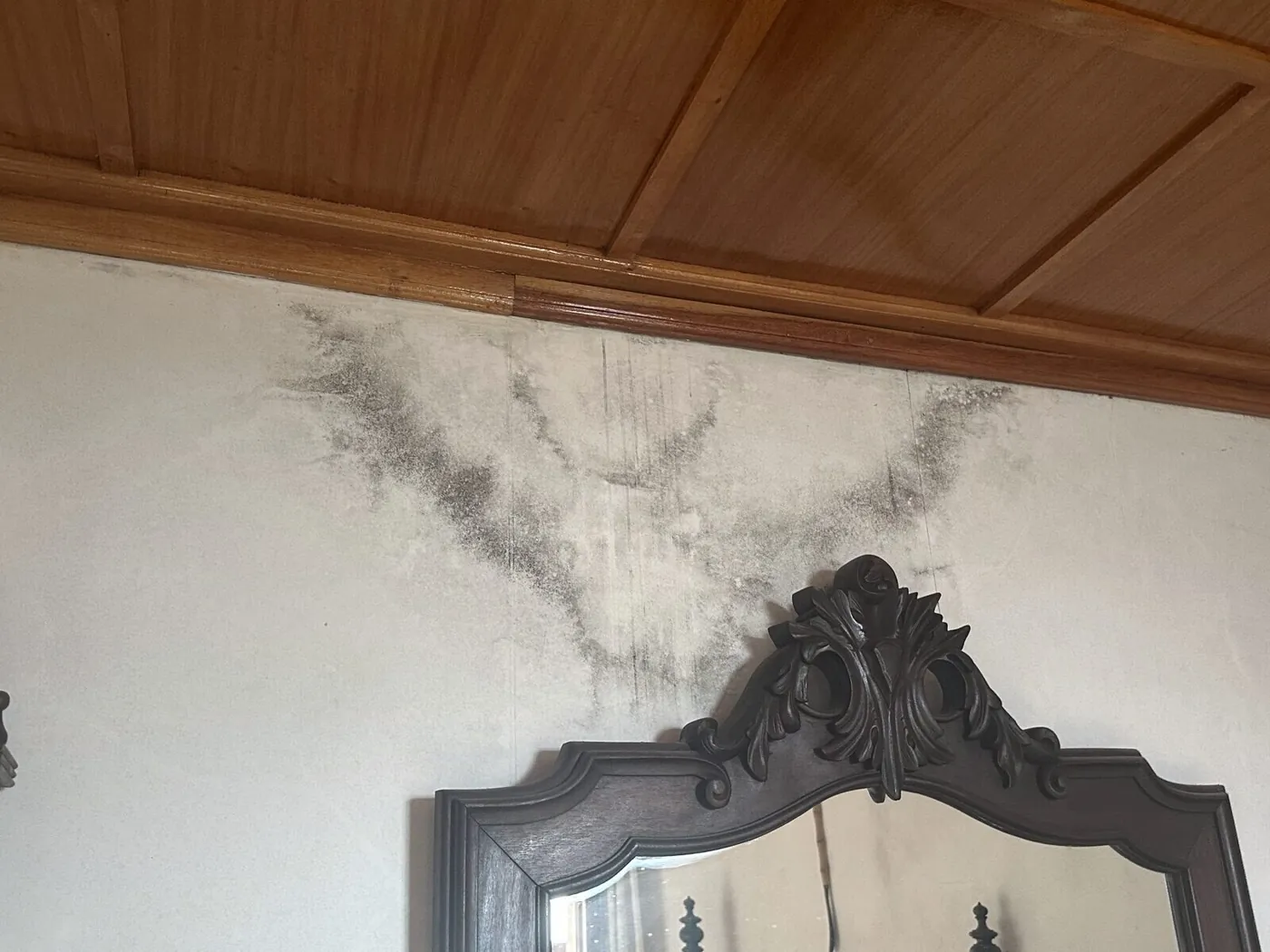 Black mould spreading across the top of a bedroom wall below a timber ceiling