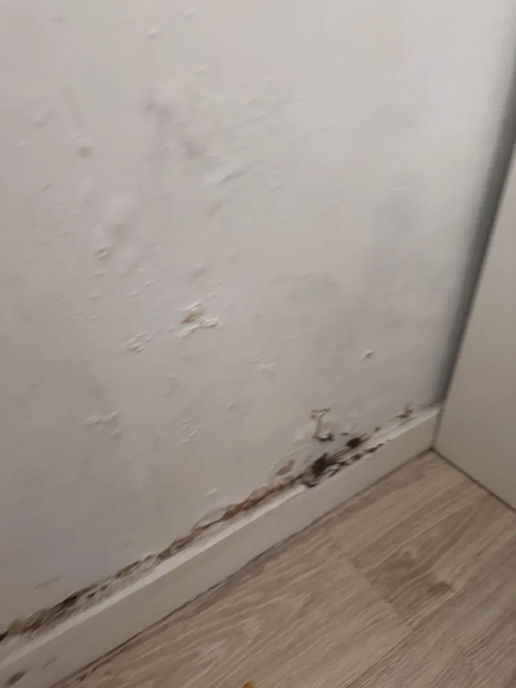 Damp staining and blistered paint above a skirting board